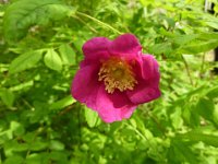 23 Rosa pendulina - Rosa alpina